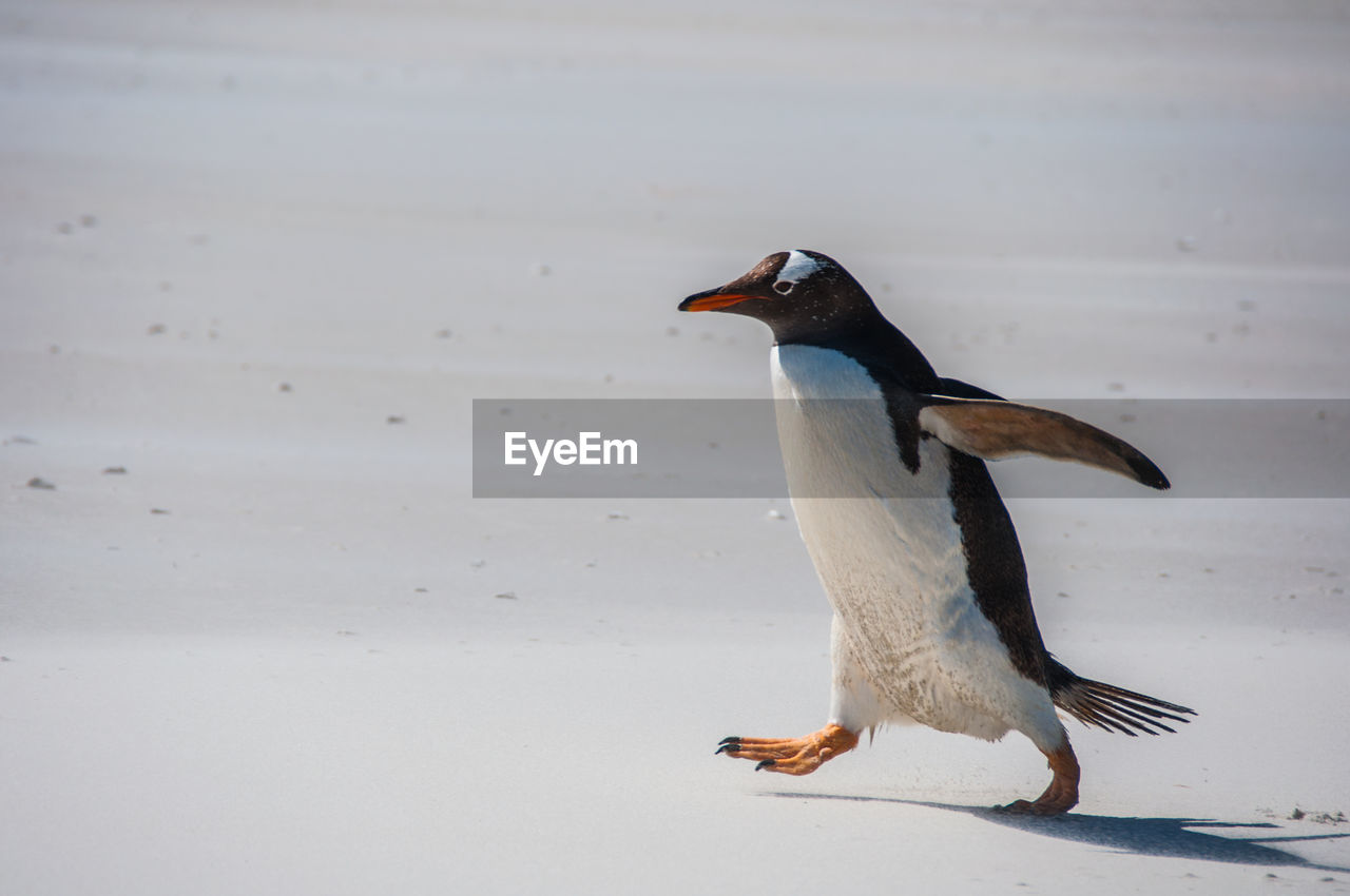 Penguin walking on beach