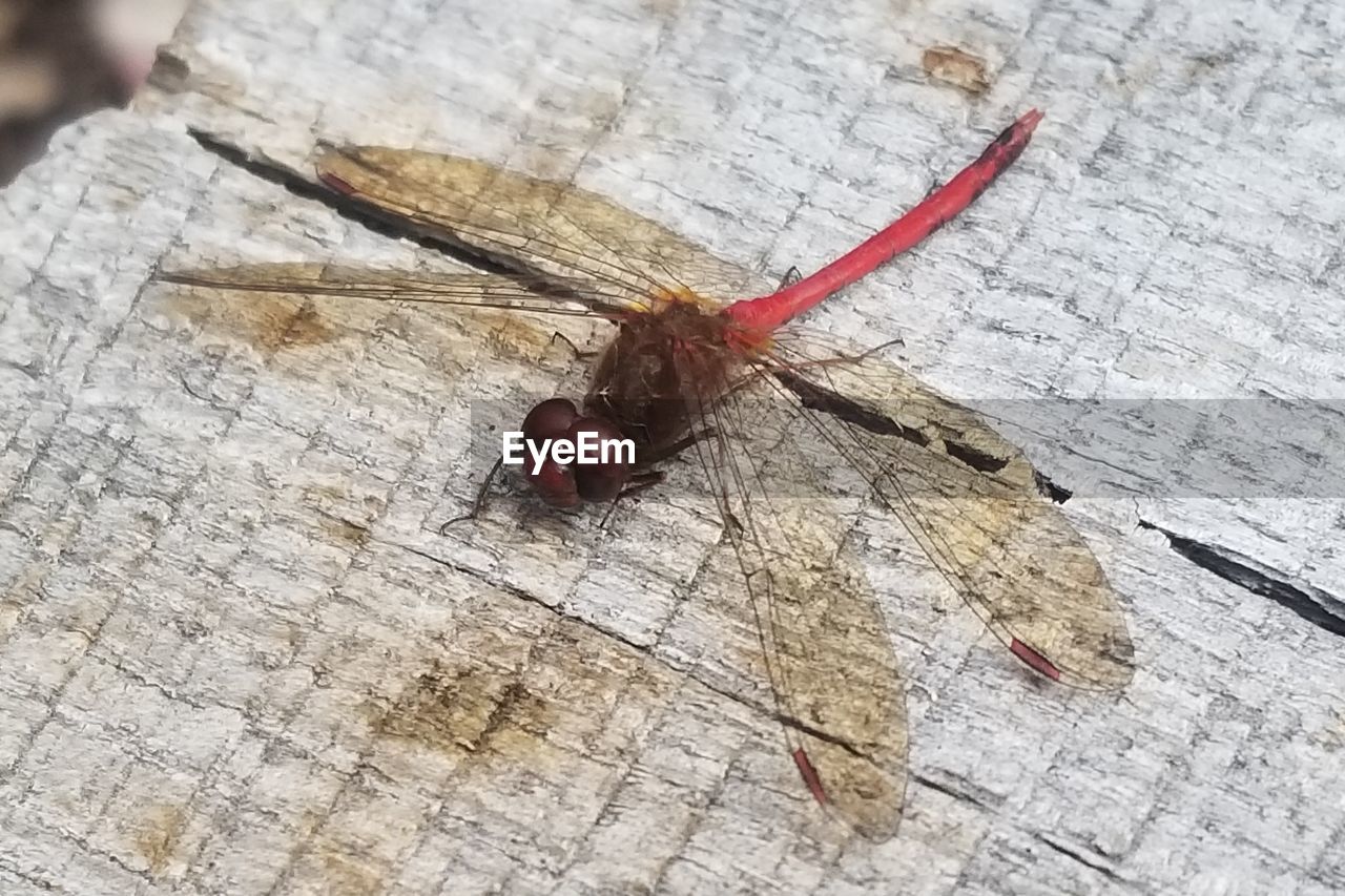 HIGH ANGLE VIEW OF CATERPILLAR ON WOOD