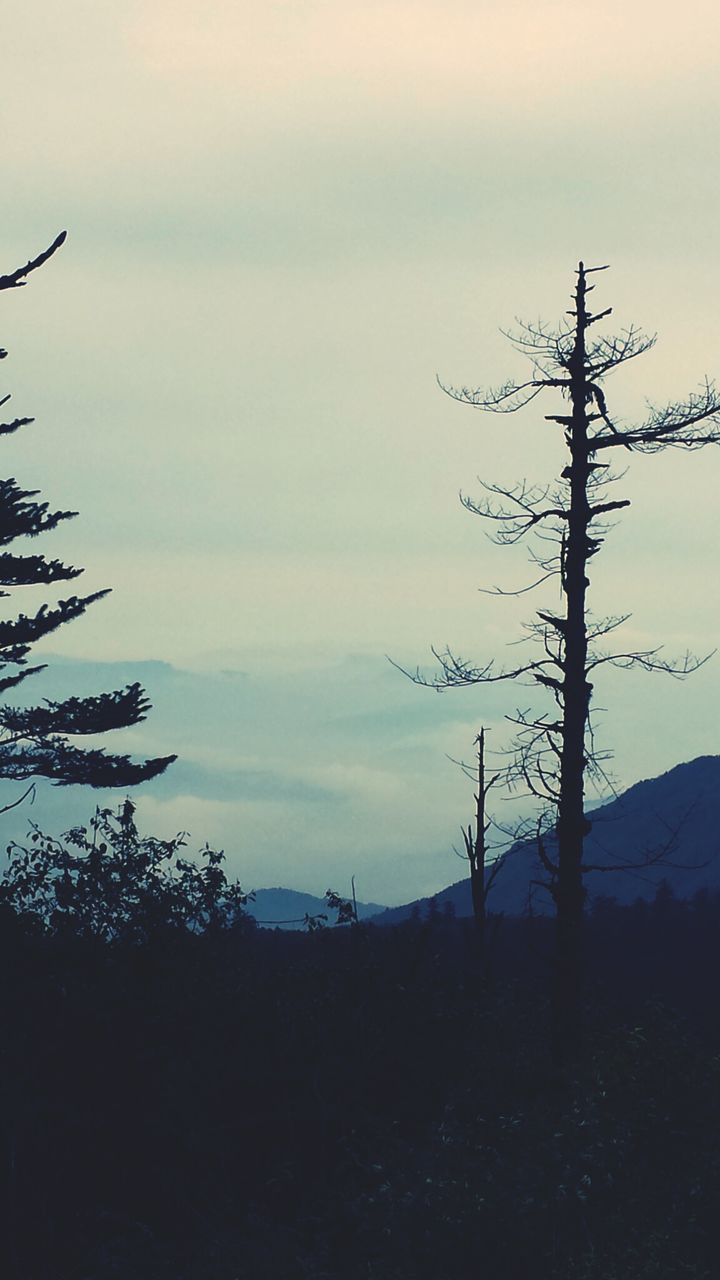 Silhouette bare tree at dusk