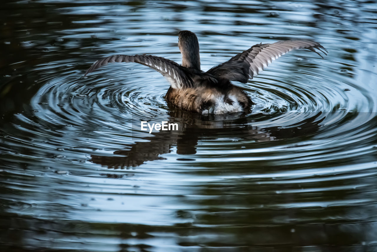 Duck swimming in lake