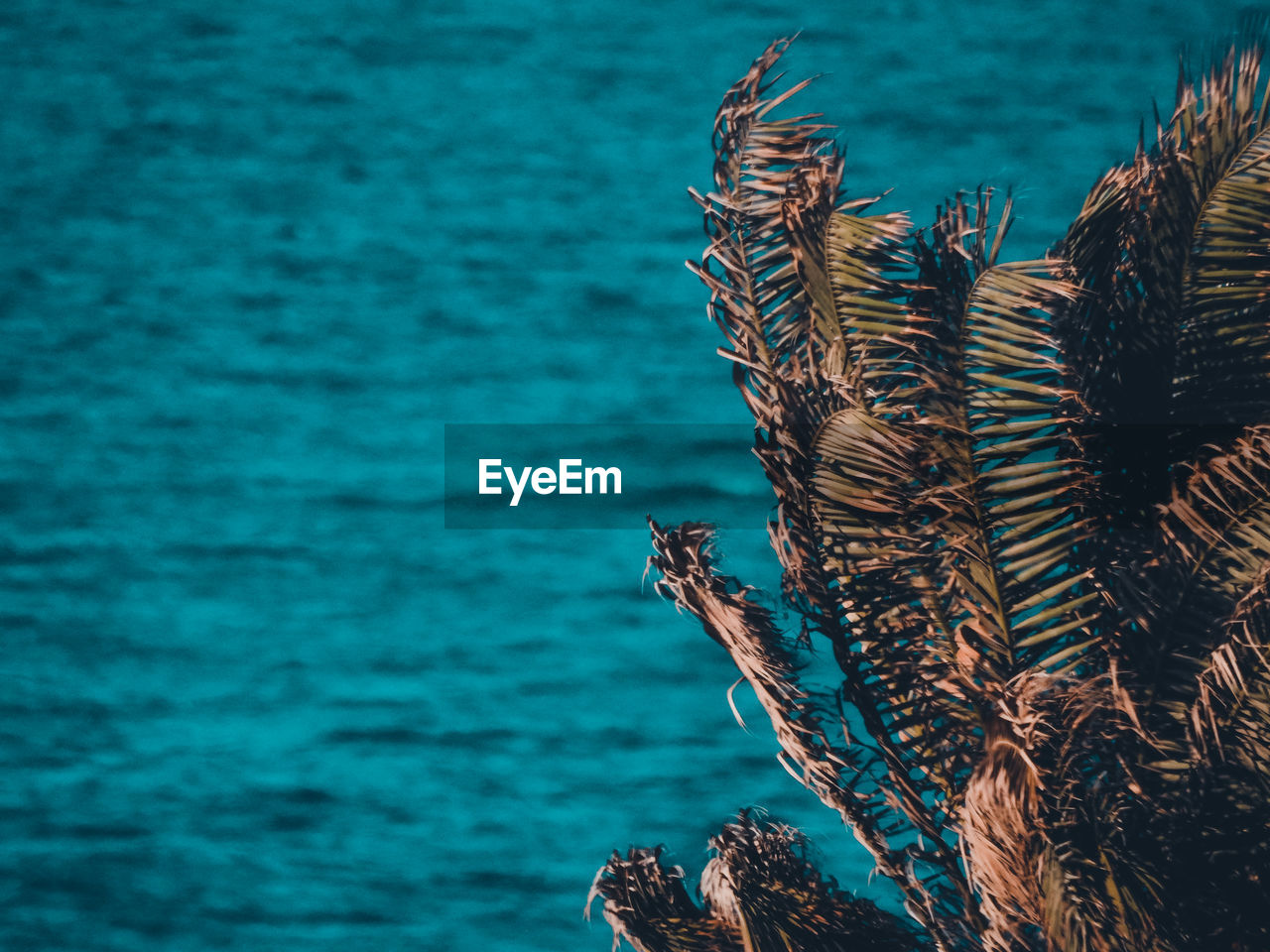 CLOSE-UP OF BLUE SEA WITH ANIMAL HEAD IN THE BACKGROUND