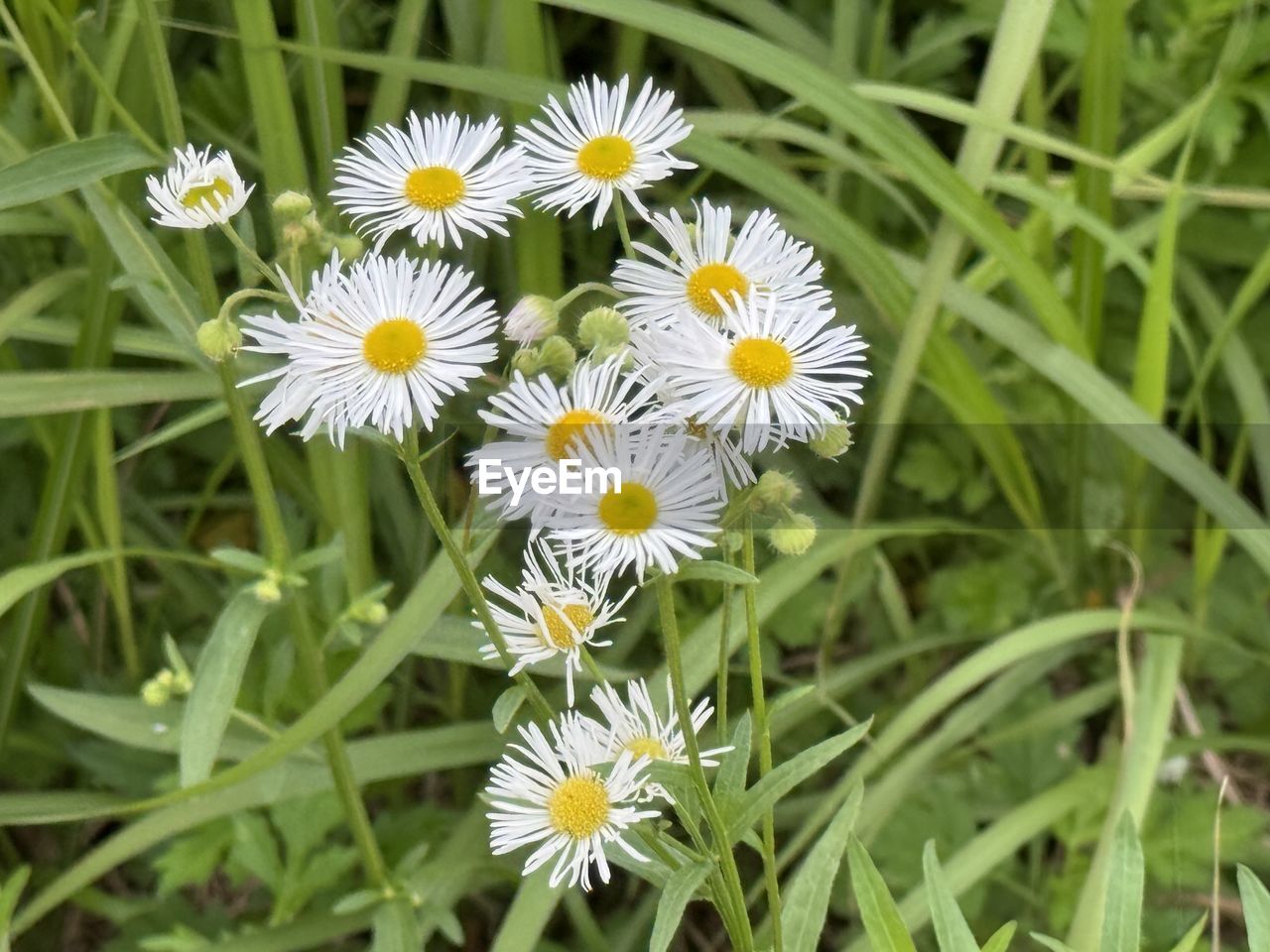 flower, flowering plant, plant, freshness, beauty in nature, fragility, growth, flower head, nature, close-up, petal, grass, white, inflorescence, daisy, meadow, no people, green, wildflower, high angle view, plant part, leaf, botany, pollen, focus on foreground, field, outdoors, day, yellow, land, herb