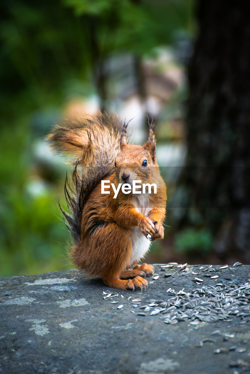 Close-up of squirrel