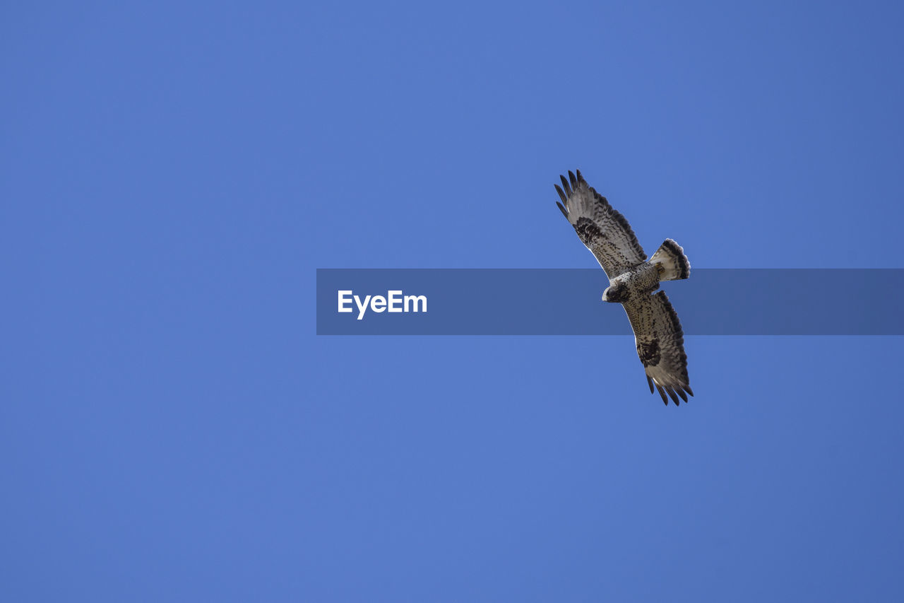 Low angle view of rough-legged buzzard flying in clear blue sky