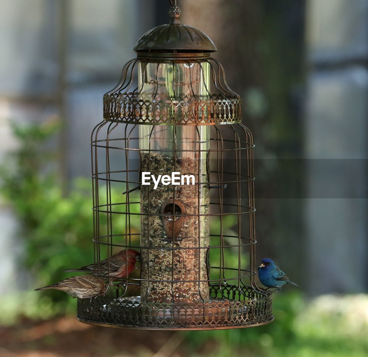 Close-up of birds perching on feeder