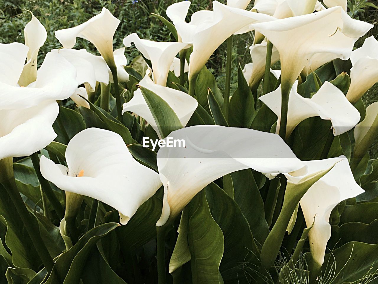 CLOSE-UP OF WHITE FLOWERS BLOOMING ON PLANT