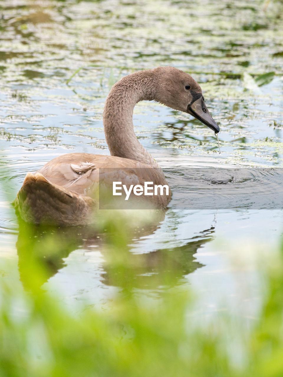 SWAN SWIMMING IN A LAKE