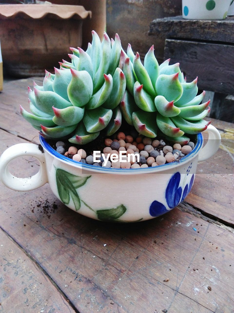 HIGH ANGLE VIEW OF CACTUS IN BOWL