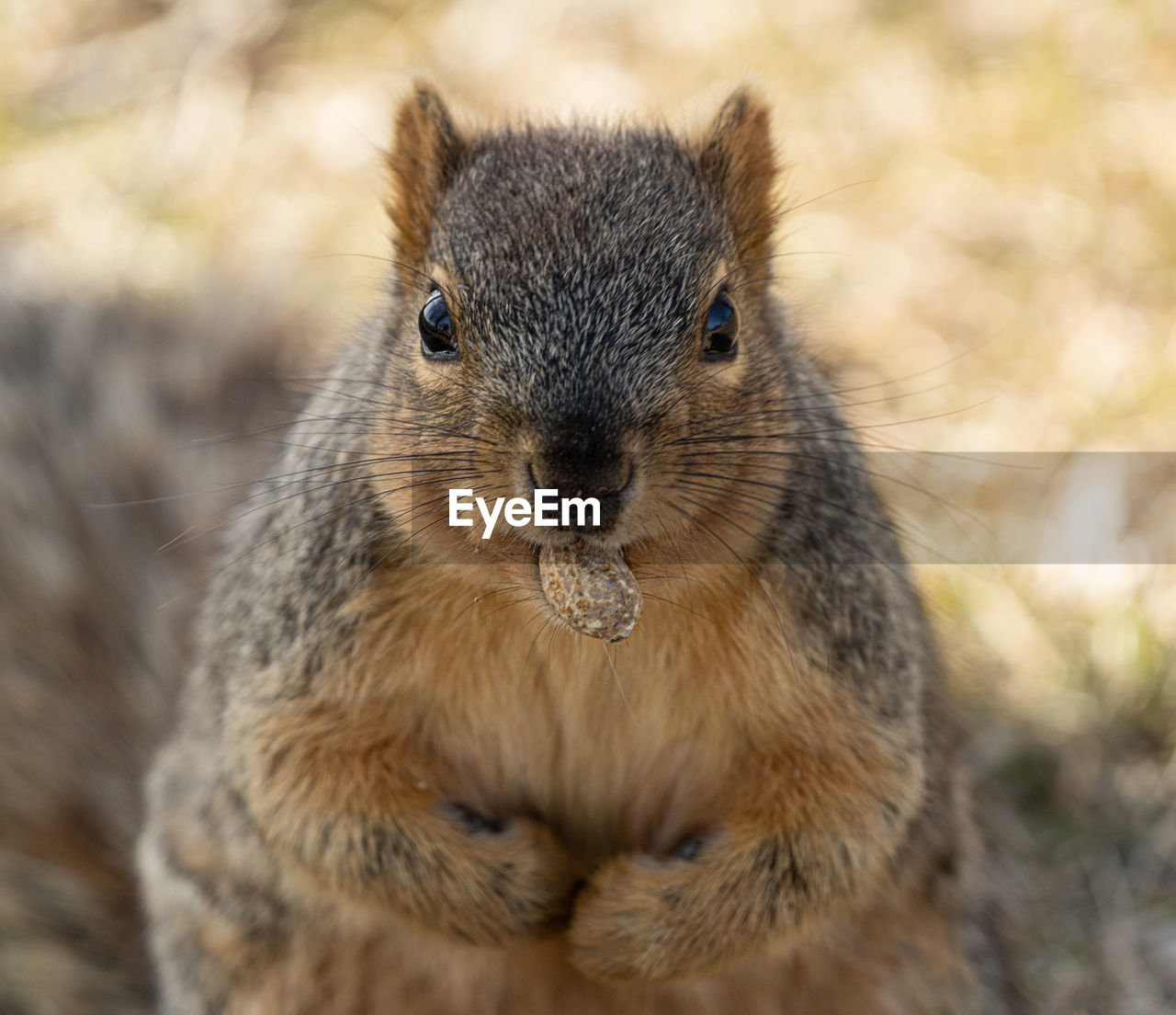 Eastern fox squirrel is fed a peanut on a sunny day at the park