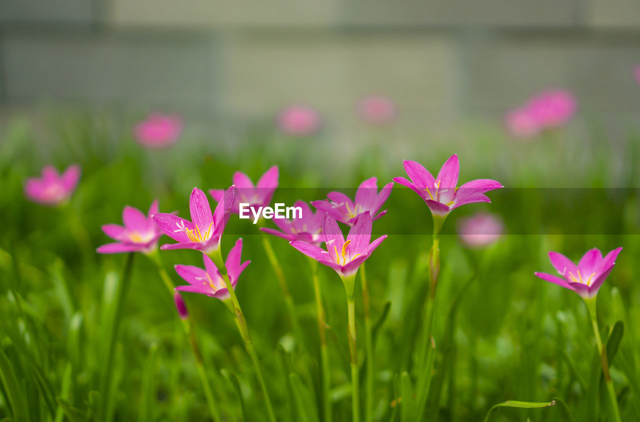 Pink rain lily petals on green linear leaf, corolla blooming know as rainflower