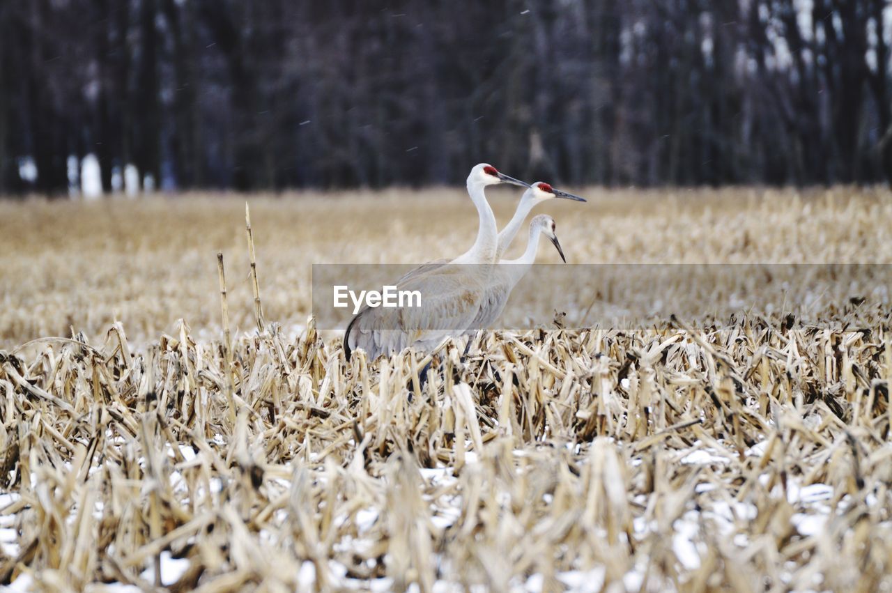 WHITE BIRD IN GRASS