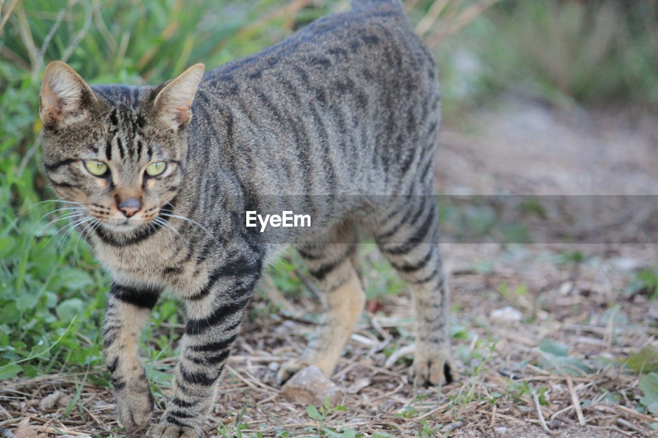 PORTRAIT OF CAT ON FIELD