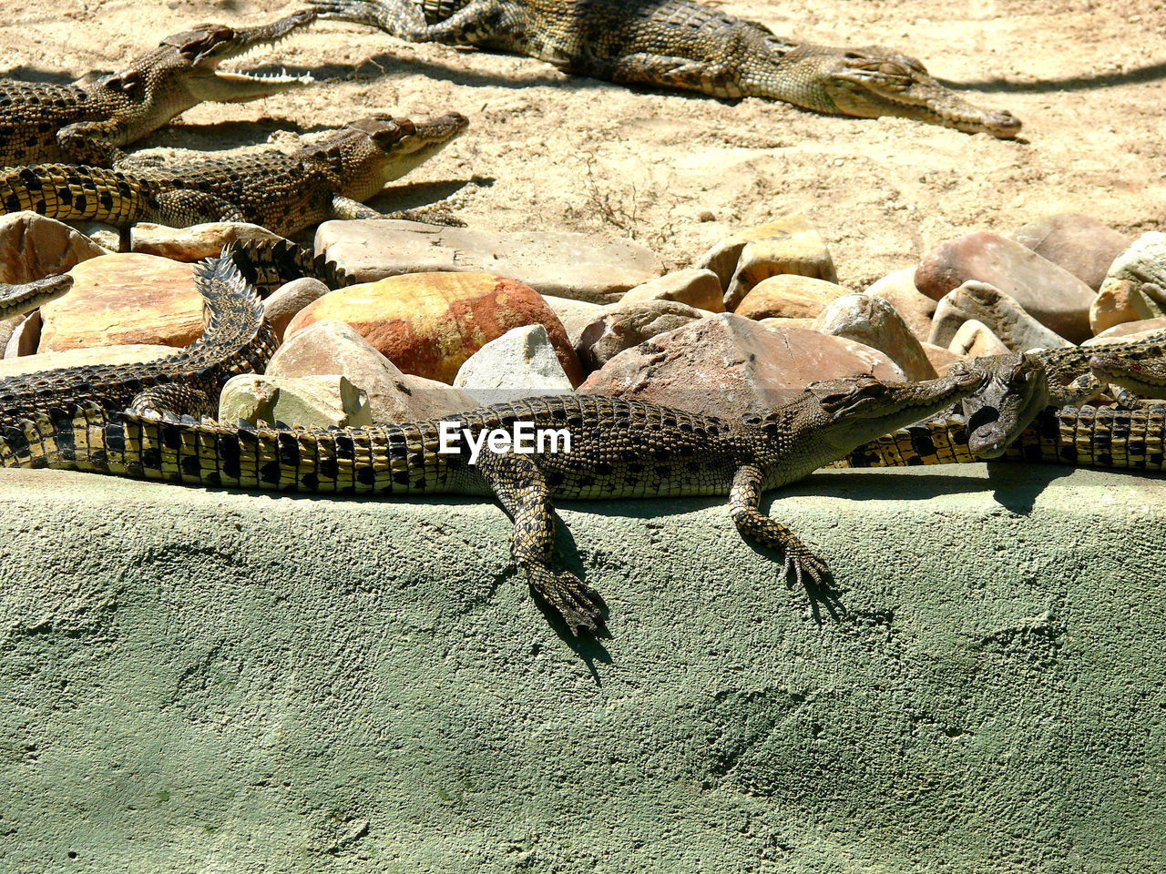 CLOSE-UP OF CROCODILE IN ZOO