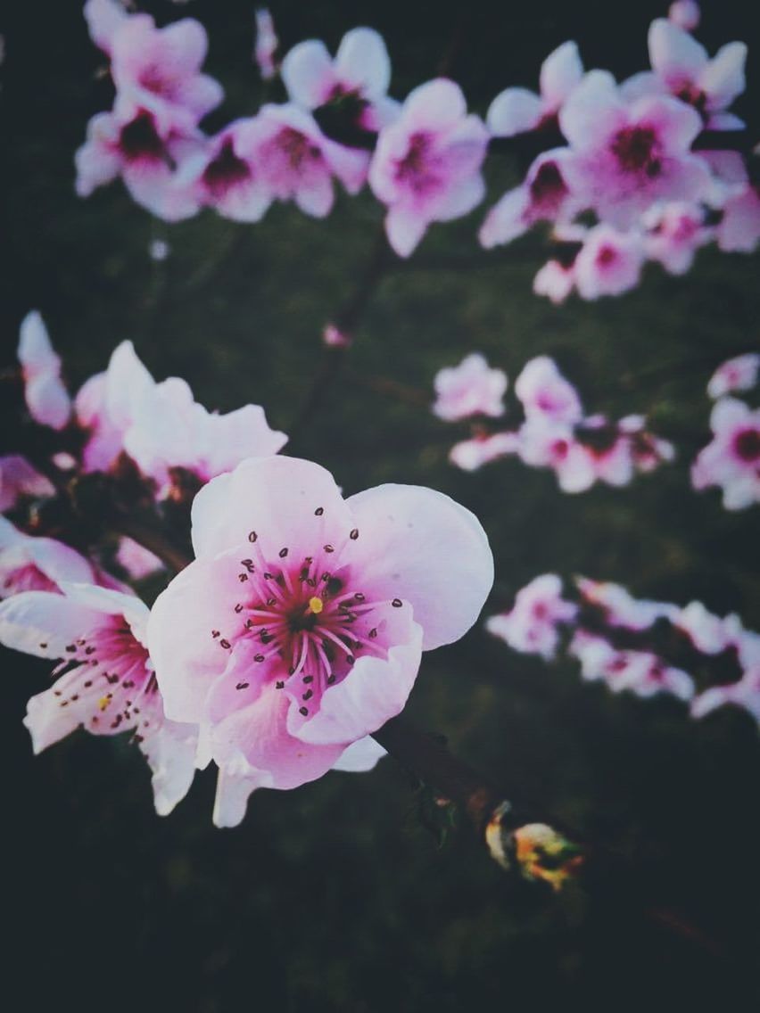 CLOSE-UP OF PINK FLOWERS BLOOMING