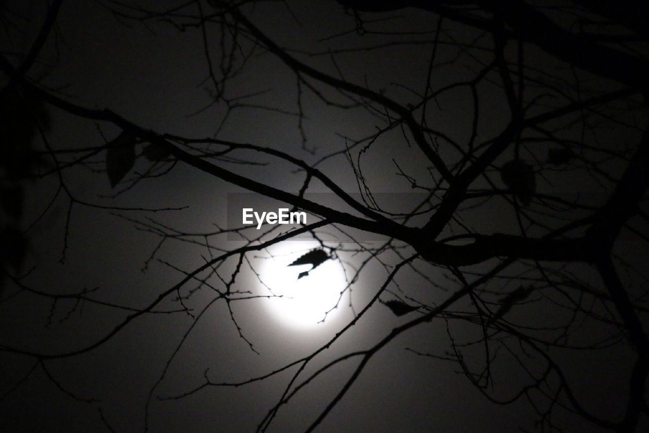 Close-up low angle view of silhouette branches at night