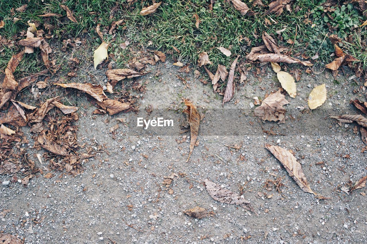 HIGH ANGLE VIEW OF DRY LEAVES ON FIELD DURING RAINY SEASON