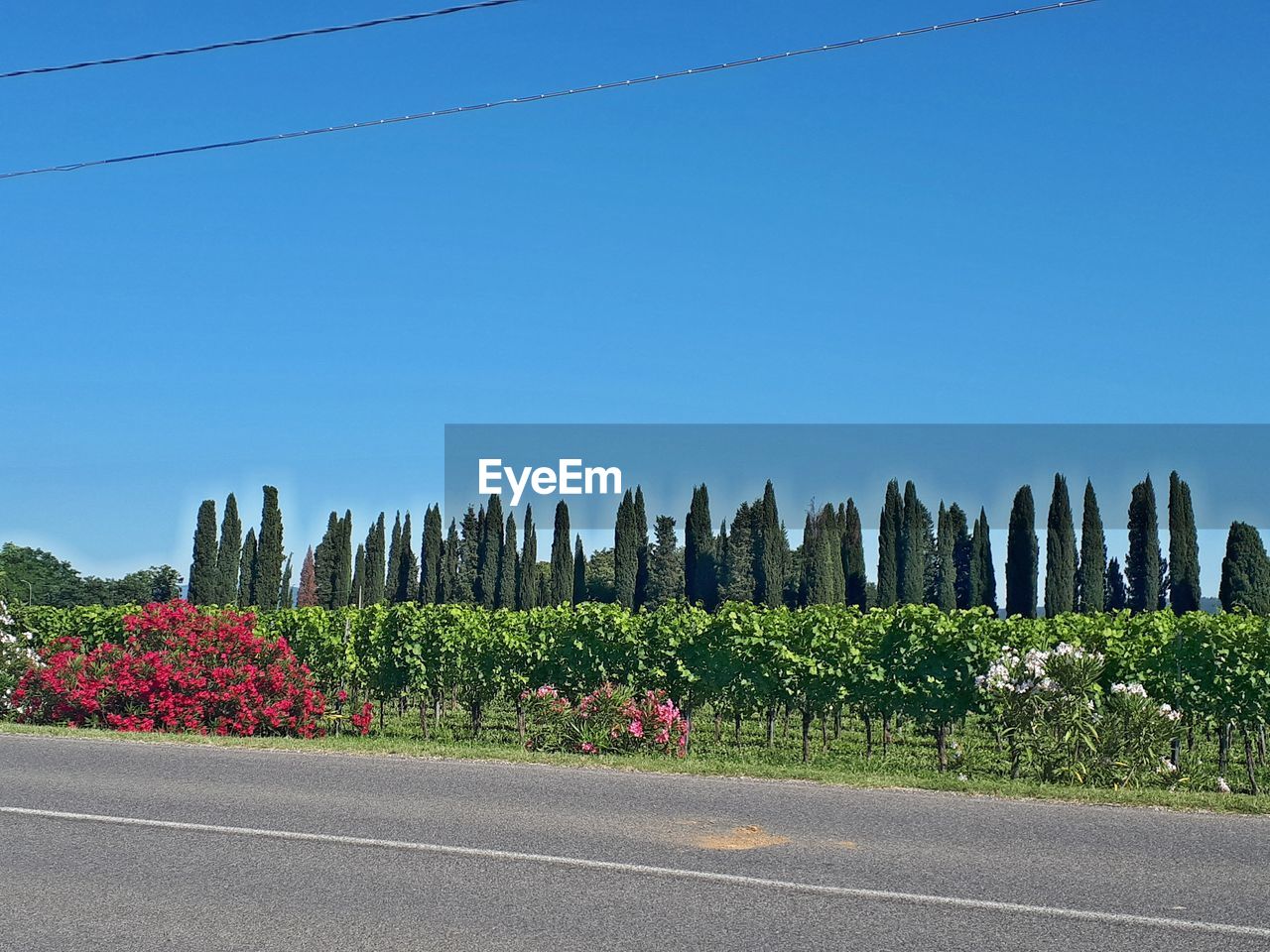 PLANTS BY ROAD AGAINST SKY