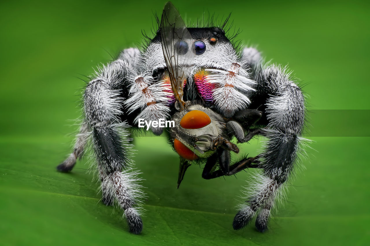 CLOSE-UP OF SPIDER ON A LEAF