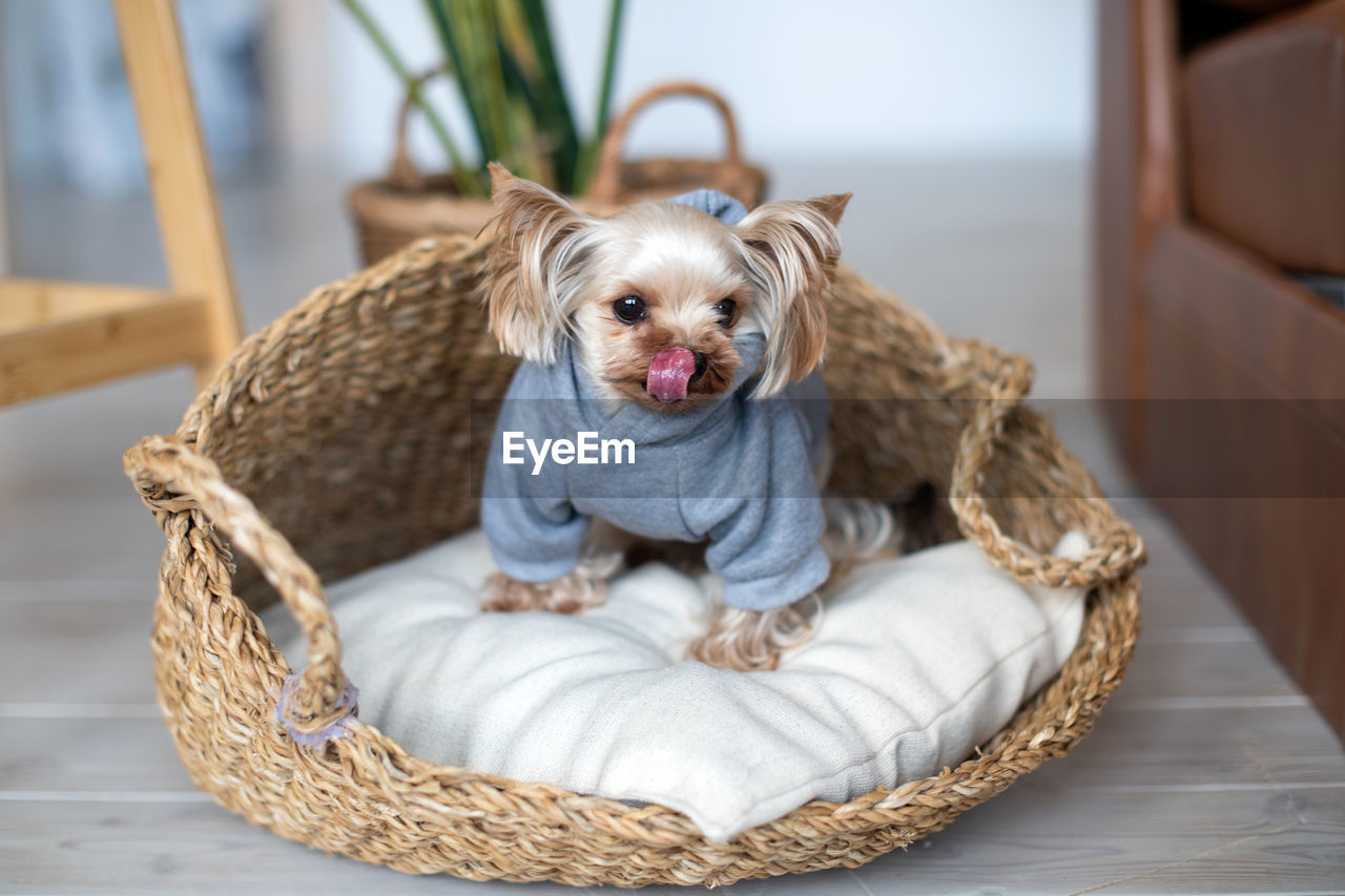 Cute yorkshire terrier. pocket dog. little york sits in a basket and looks at the camera