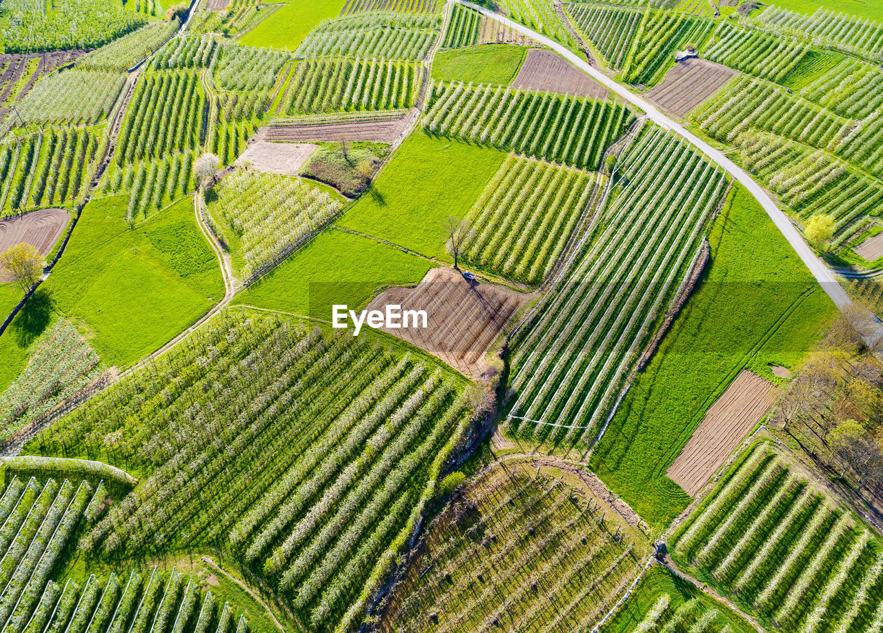 HIGH ANGLE VIEW OF GREEN AGRICULTURAL FIELD