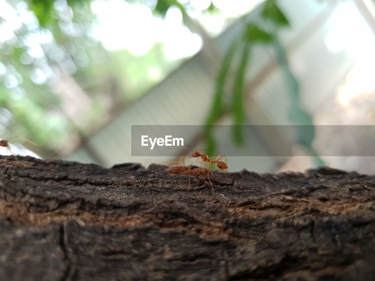 CLOSE-UP OF GRASSHOPPER ON A TREE