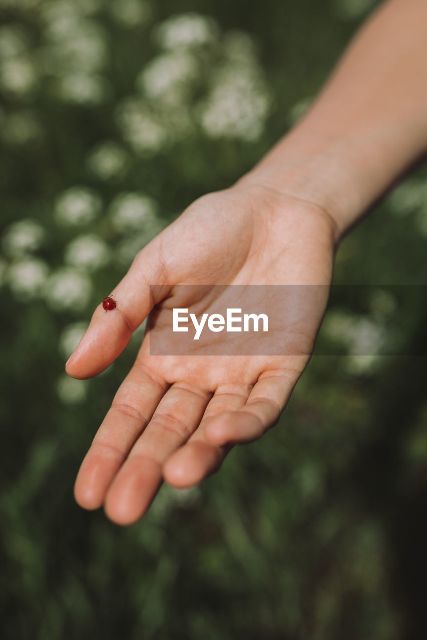 Cropped hand of person with ladybug