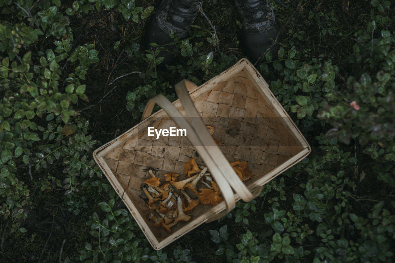 Directly above view of freshly harvested chanterelle mushrooms in wicker basket amidst plants