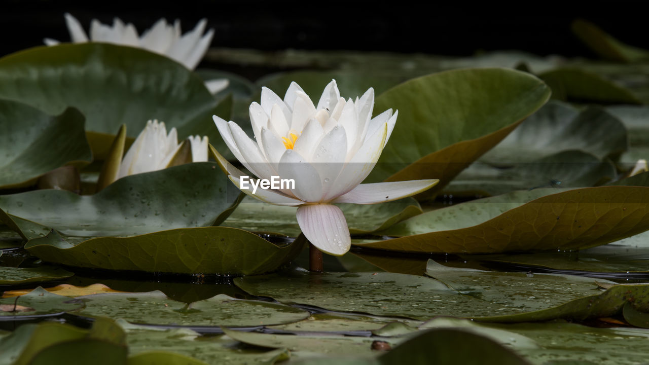 CLOSE-UP OF LOTUS WATER LILY ON POND