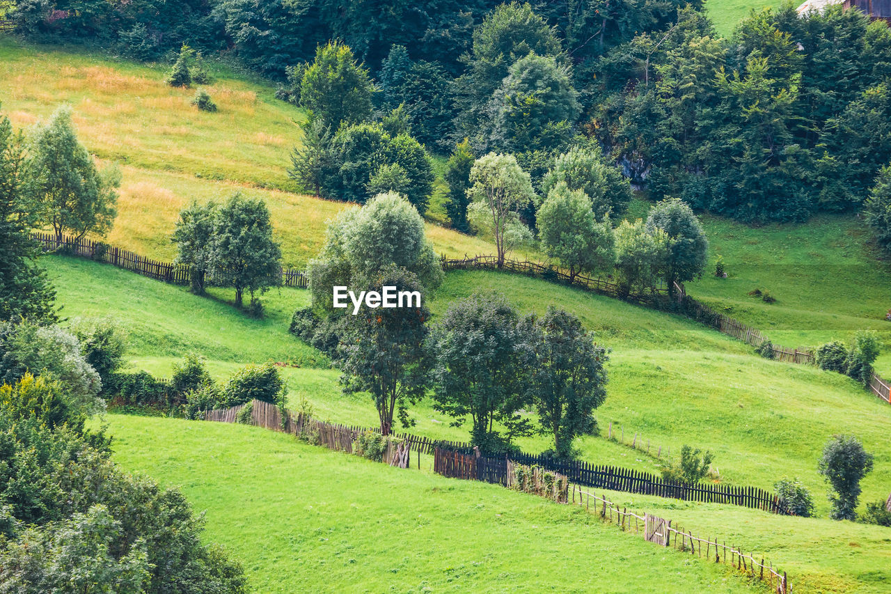 SCENIC VIEW OF FARM AGAINST TREES