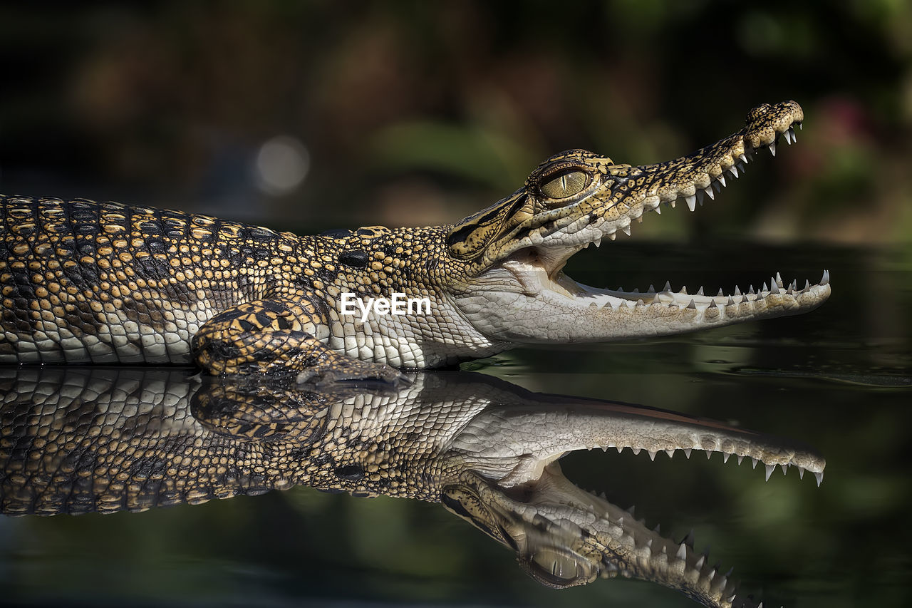 Close-up of crocodile in water