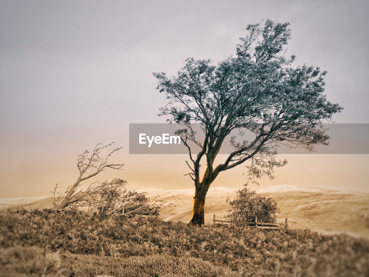 Bent and wind blown tree on field against sky. muted, split tone colour. 