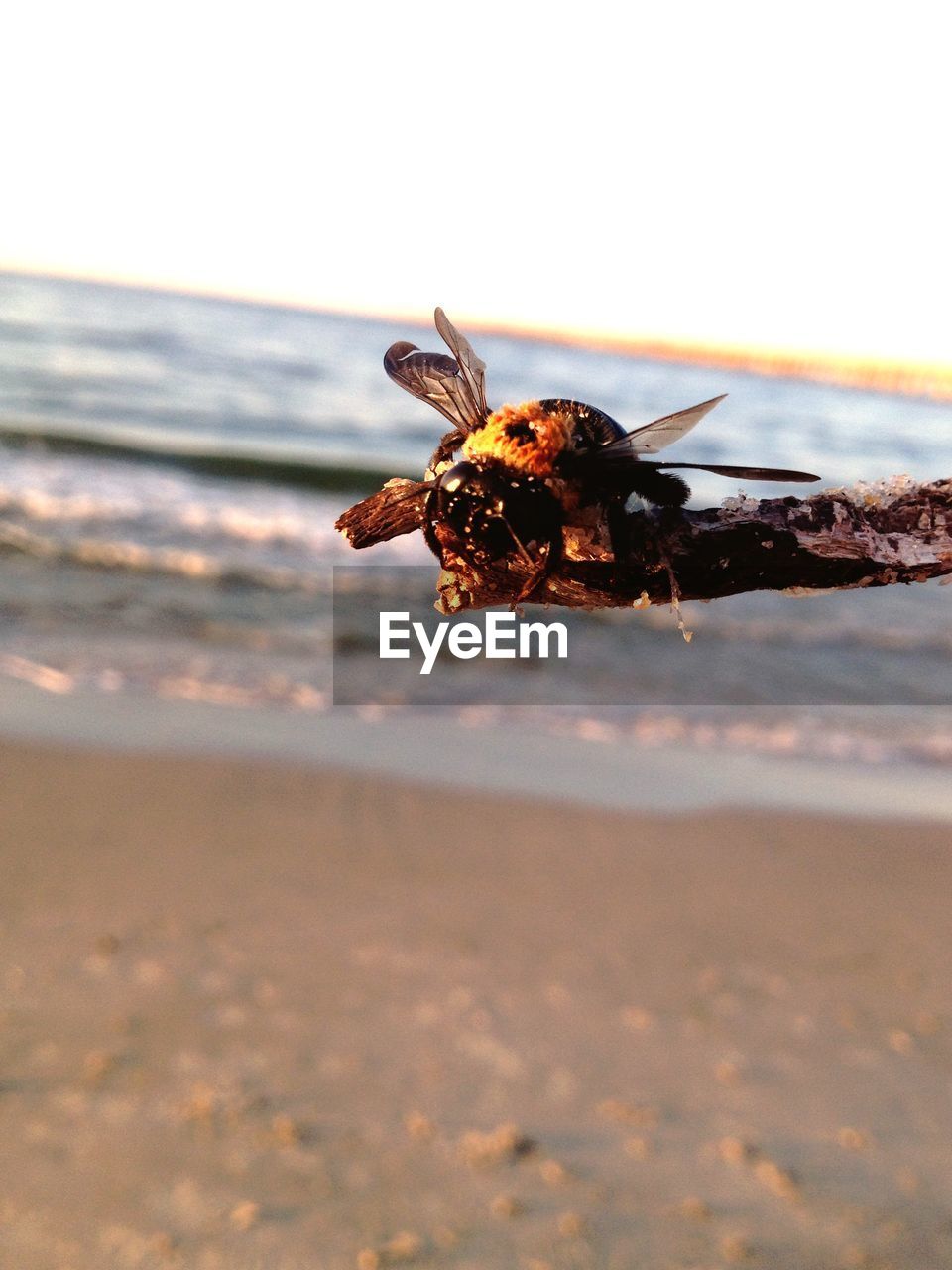 Close-up of bee on twig against beach