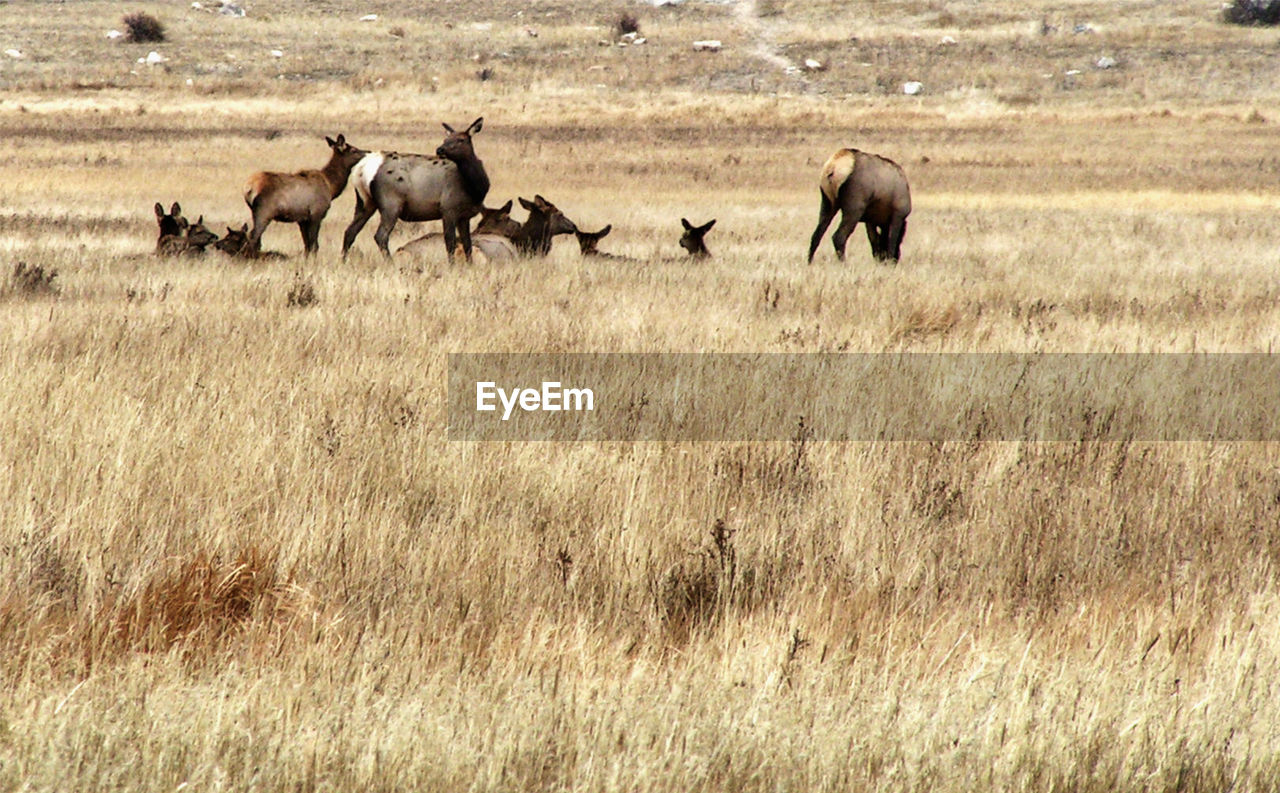 HERD OF SHEEP ON FIELD