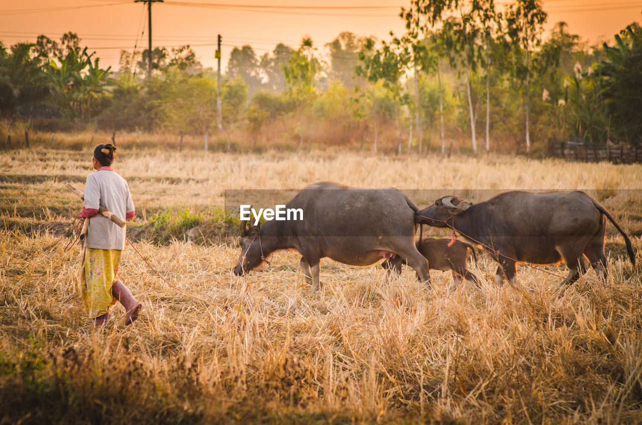 Full length of woman with buffaloes walking on field