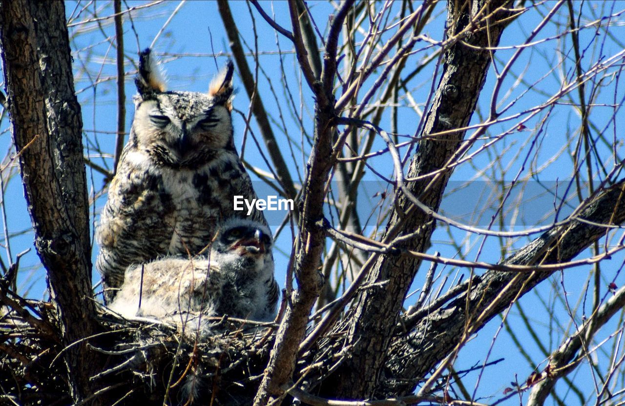 Mother horned owl letting baby grow 