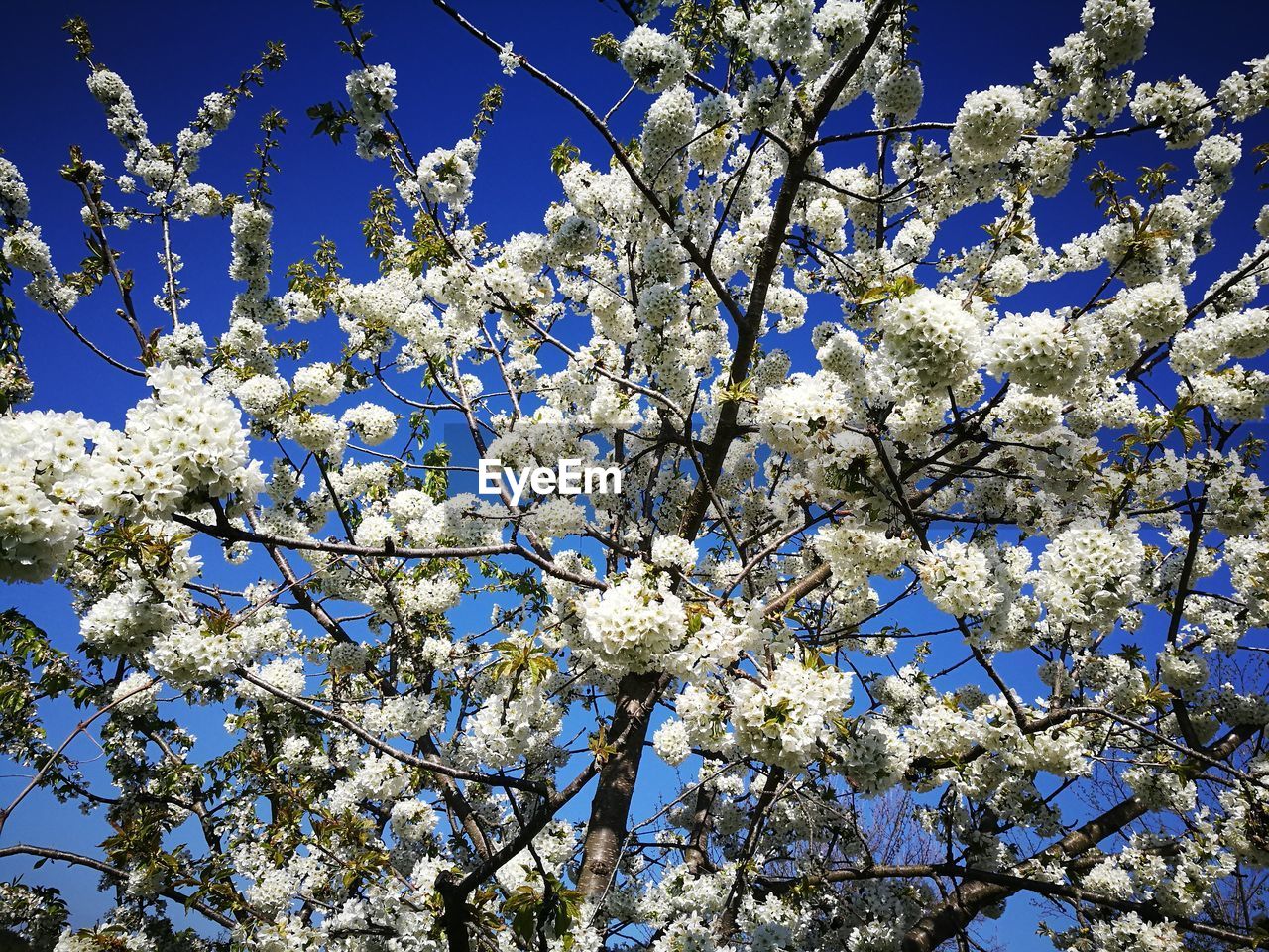 LOW ANGLE VIEW OF APPLE BLOSSOMS IN SPRING AGAINST BLUE SKY