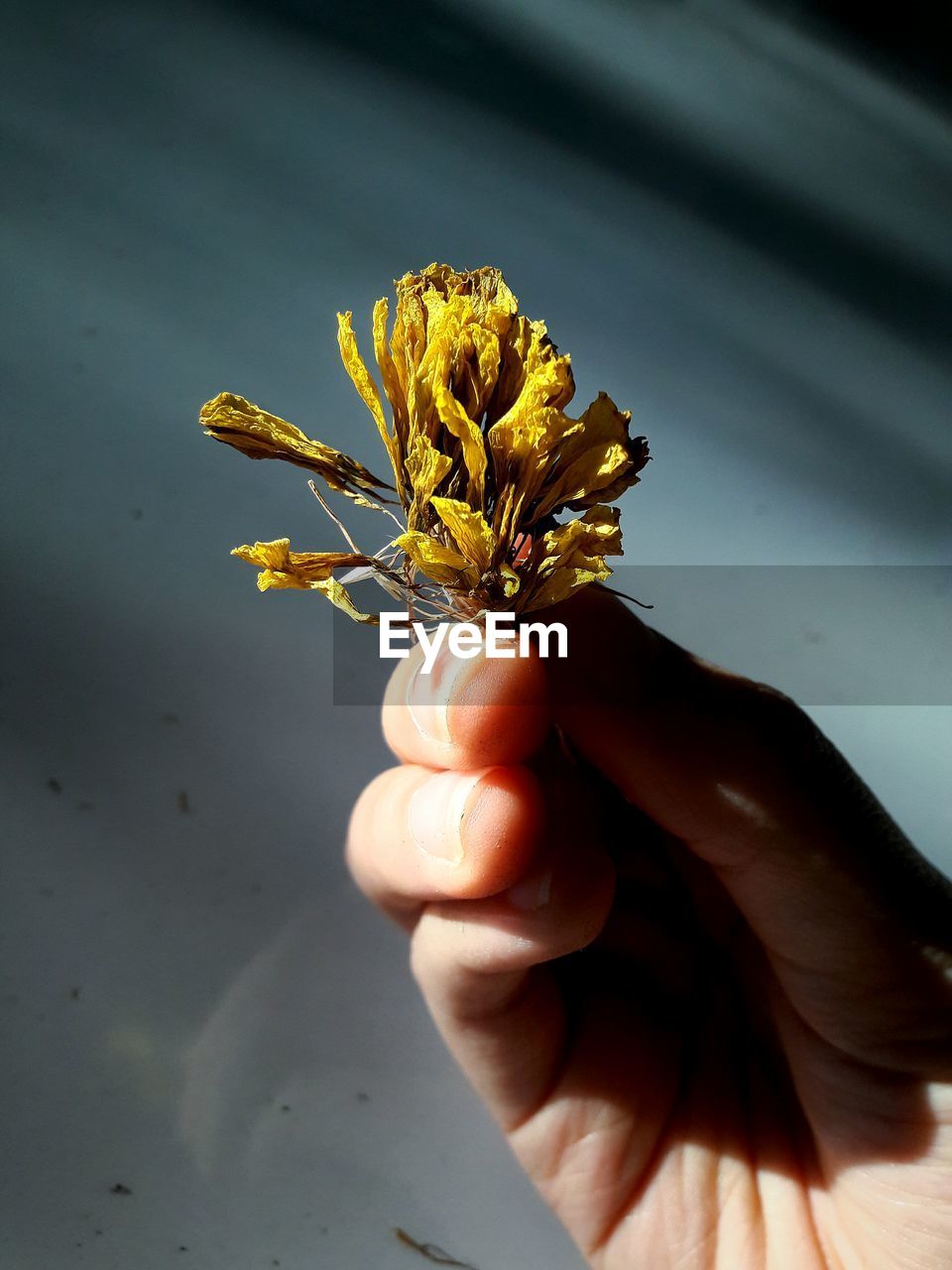 CLOSE-UP OF FLOWER