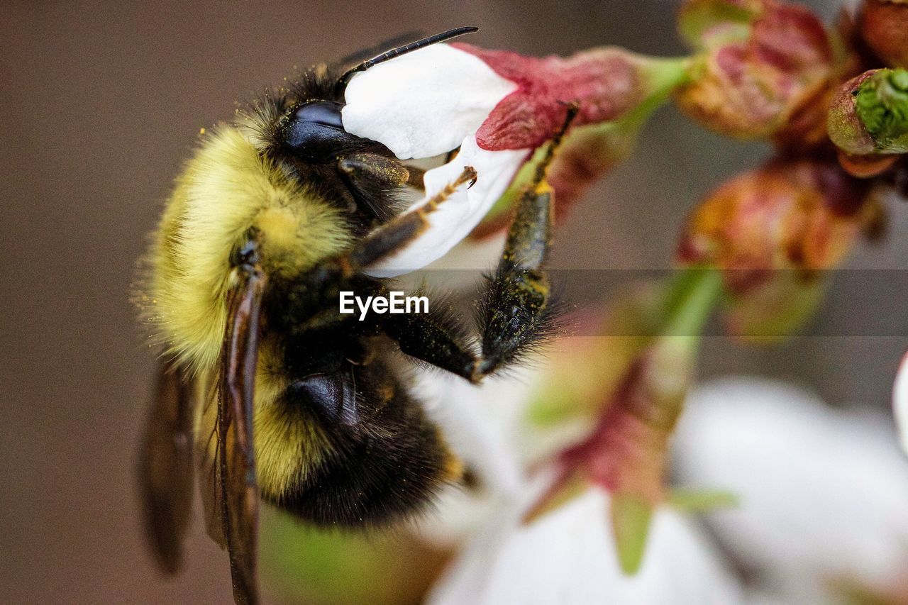 Close-up of insect pollinating on white flower