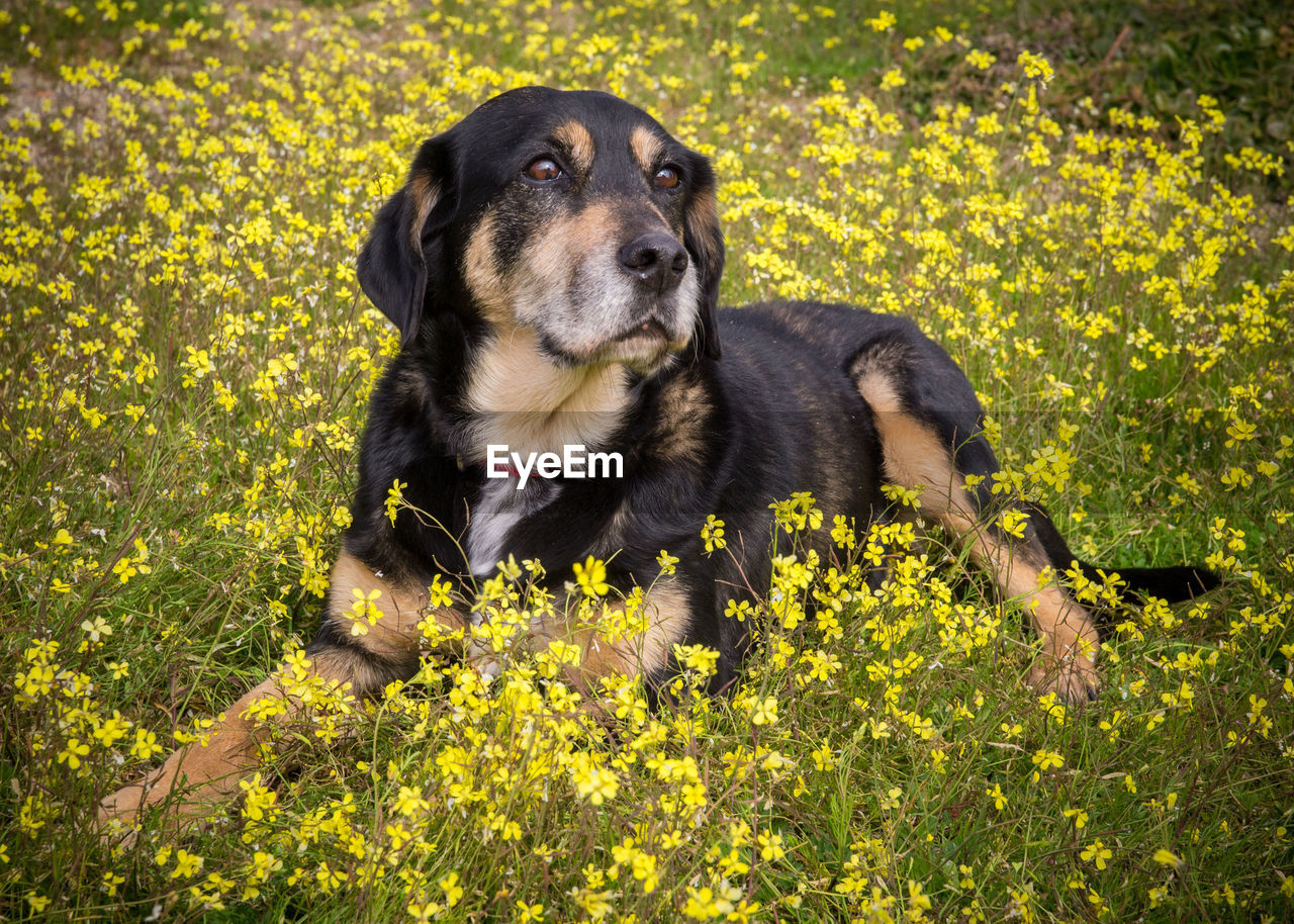 DOG LOOKING AWAY IN FIELD