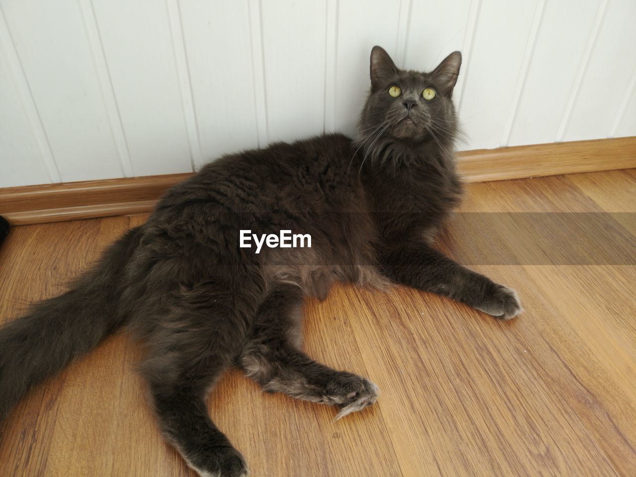 High angle view of cat on hardwood floor