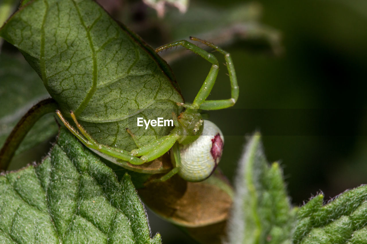 CLOSE-UP OF CATERPILLAR ON PLANT