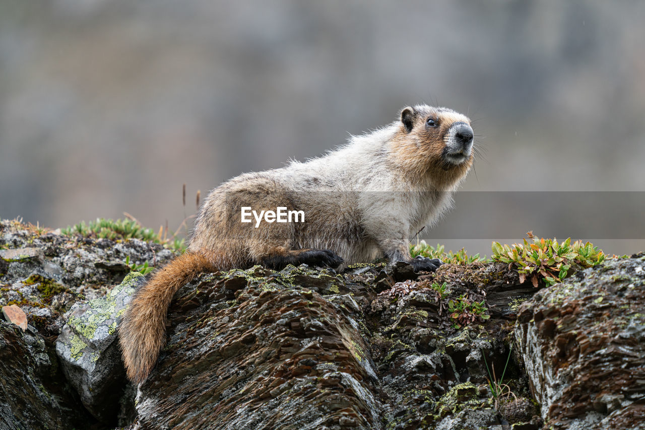 CLOSE-UP OF AN ANIMAL ON ROCK