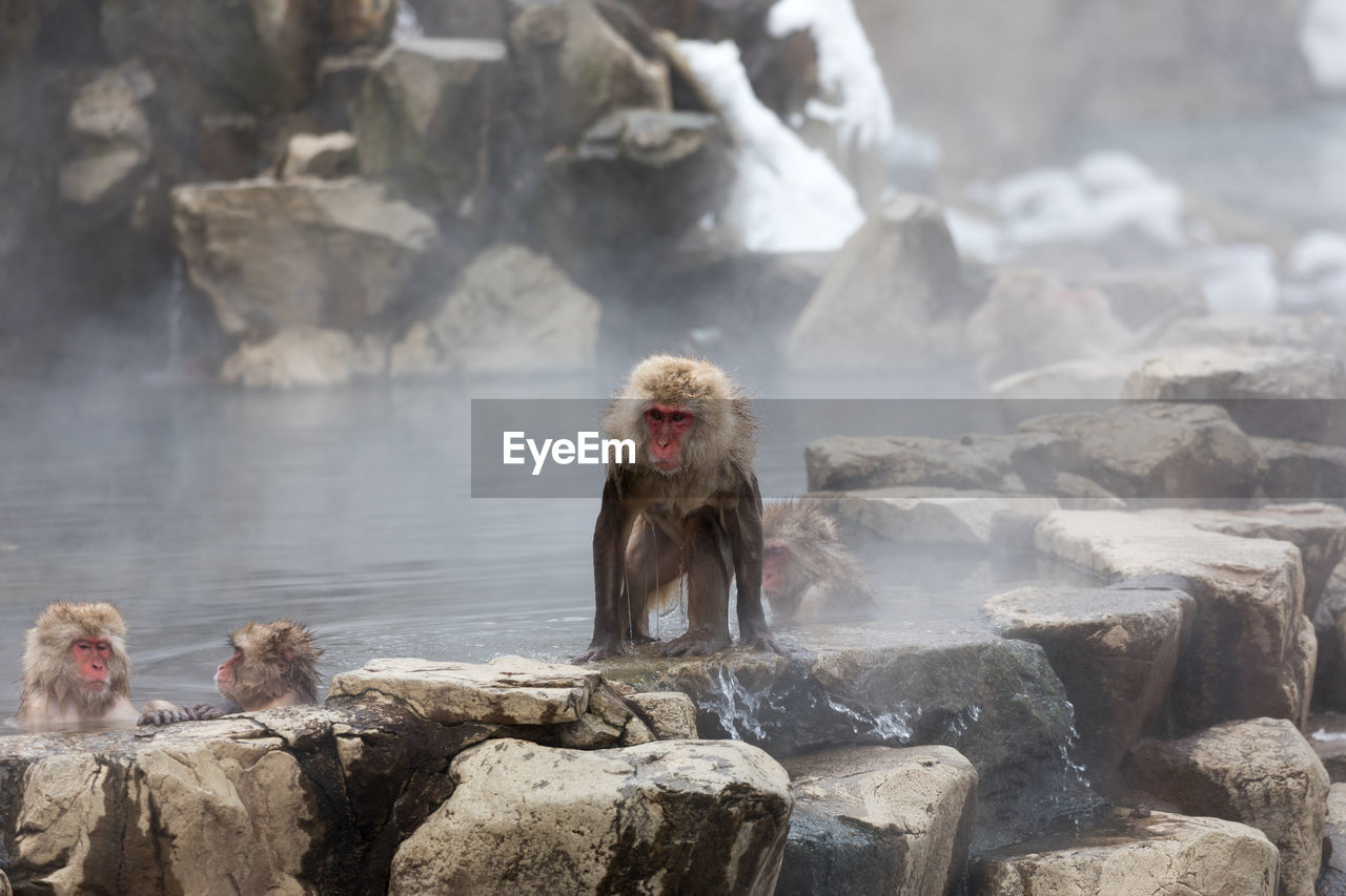 Japanese snow monkey in hot spring