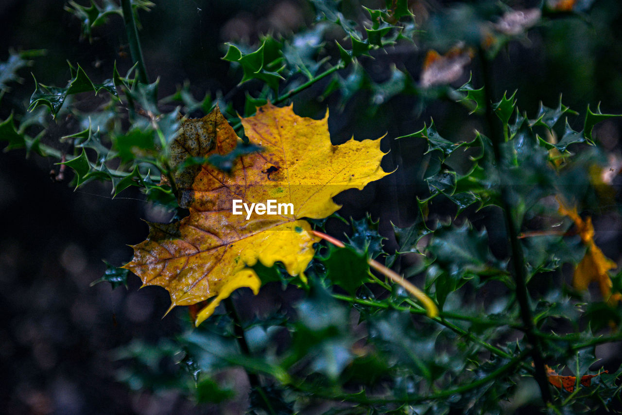 Close-up of yellow maple leaves on tree