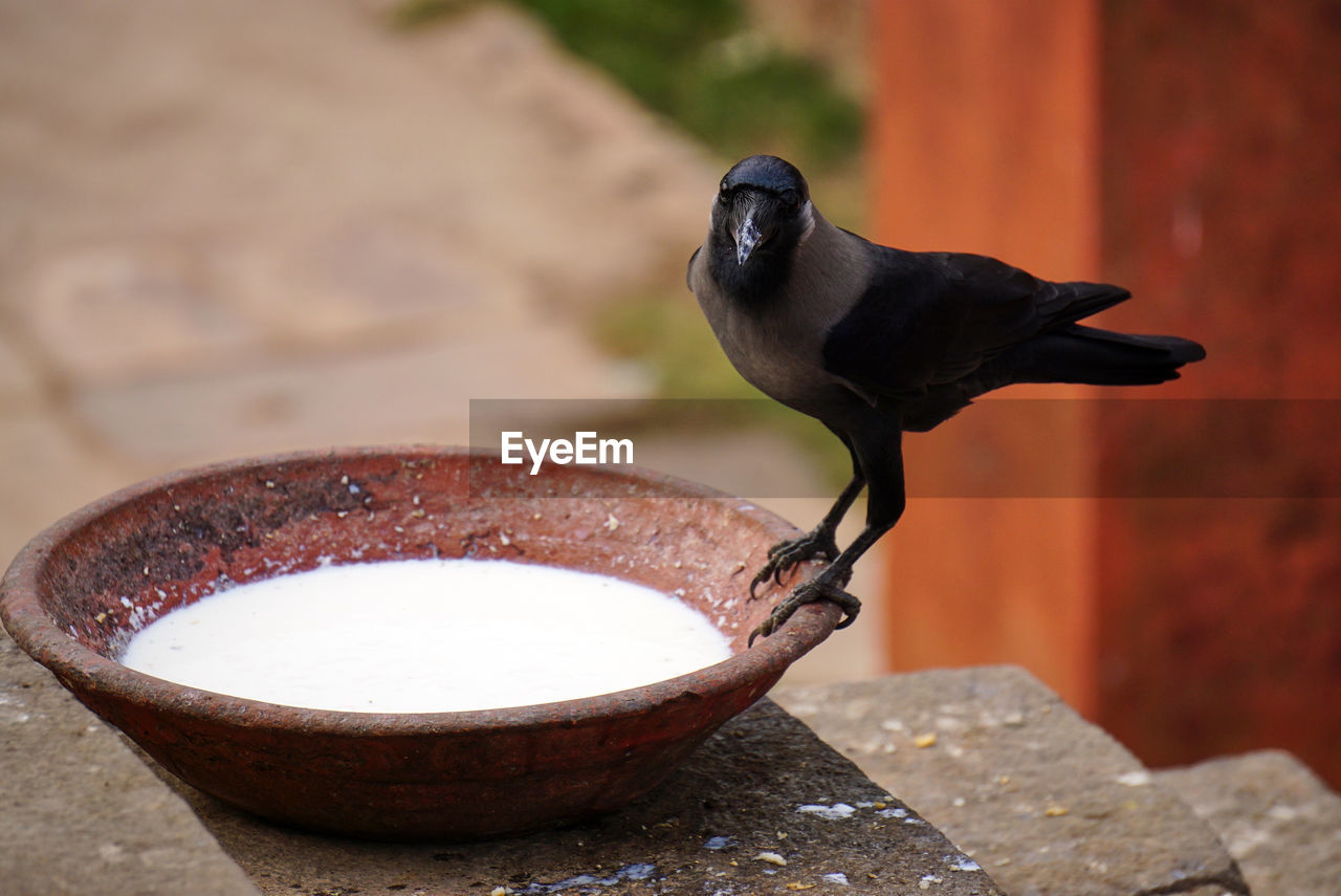 A black crow  standing on a bowl of milk. delhi. in india, feeding the birds is a good karma