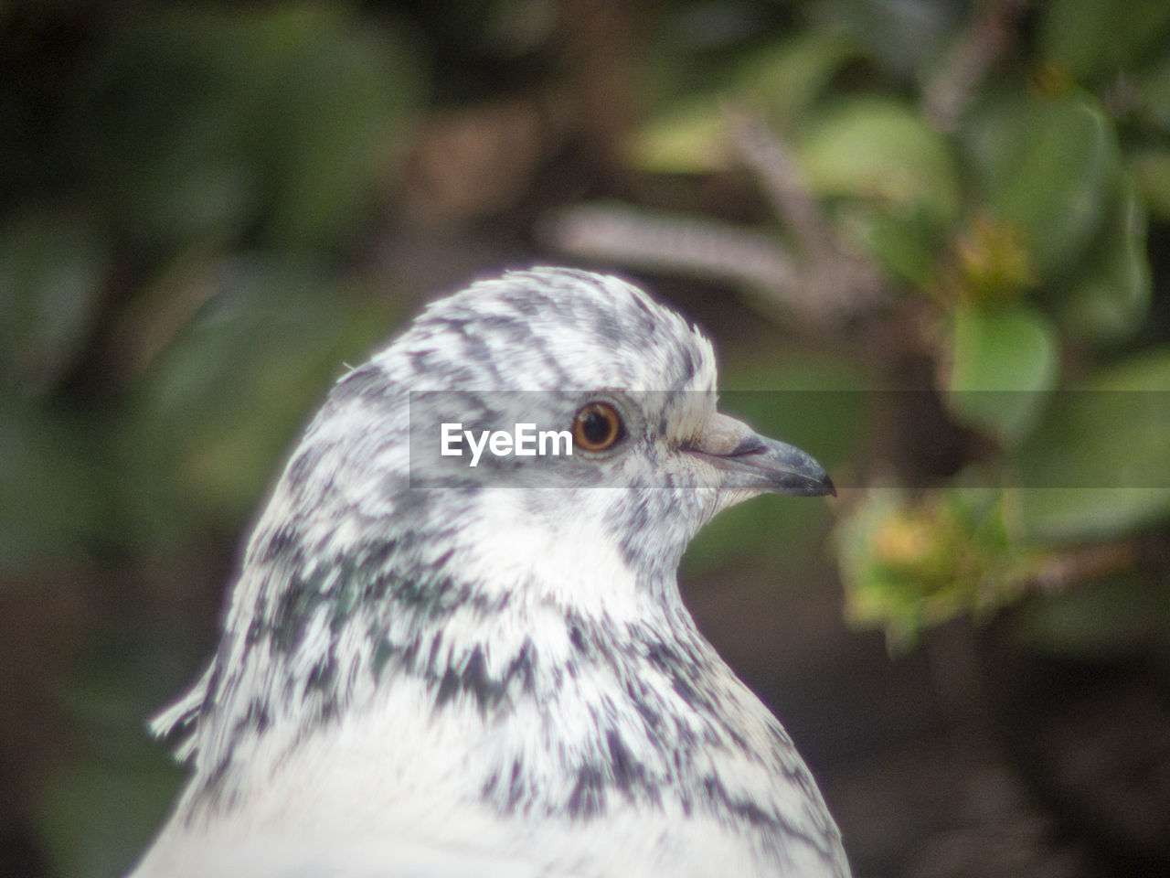 CLOSE-UP OF BIRD