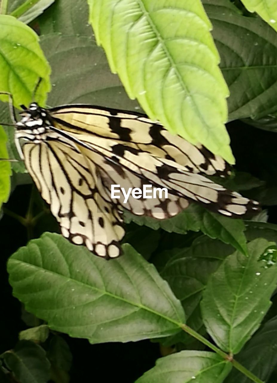 CLOSE-UP OF BUTTERFLY ON PLANT