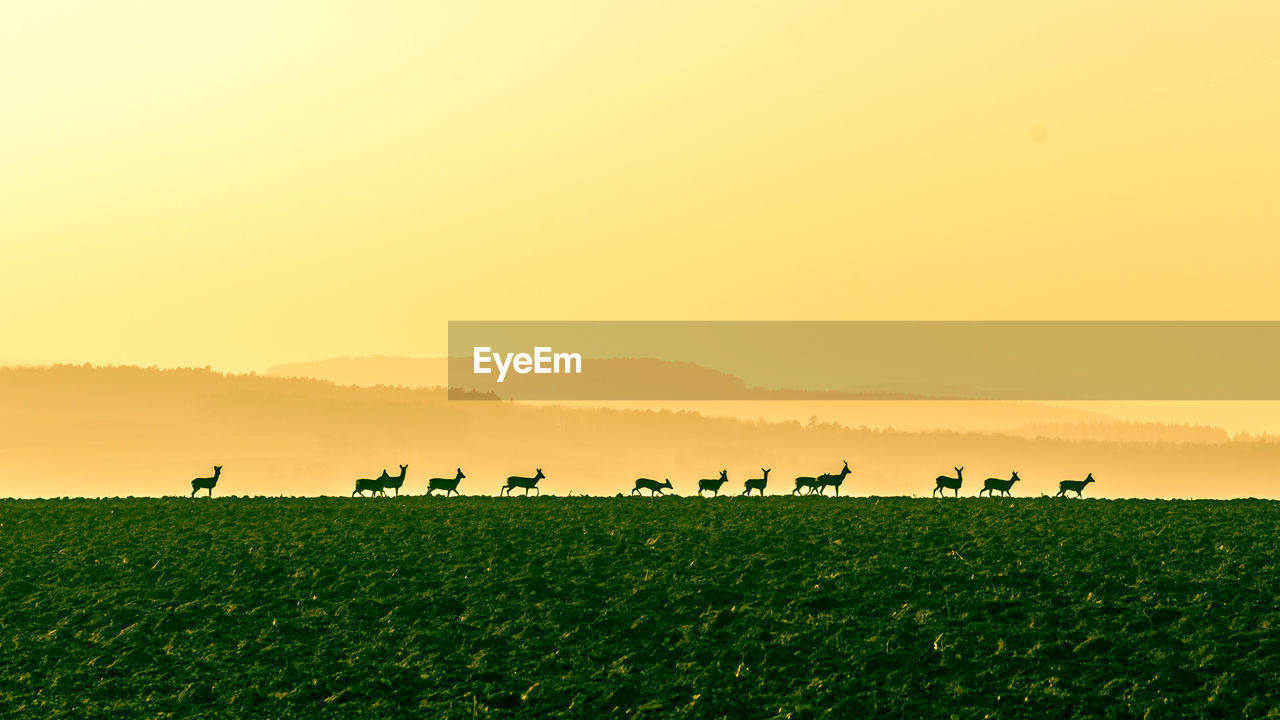 View of deers on field during sunset
