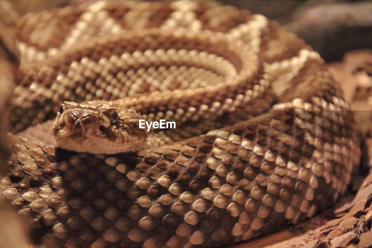 CLOSE-UP OF LIZARD