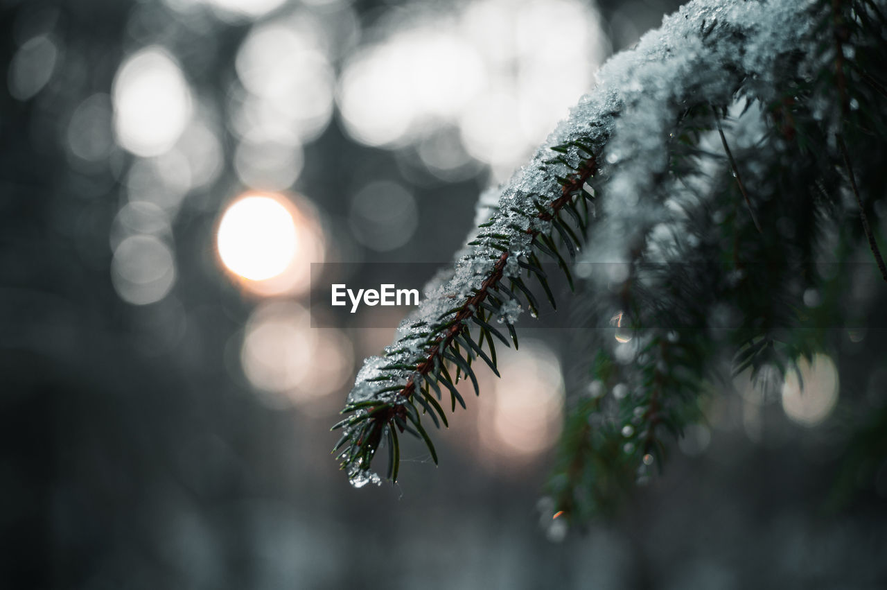 CLOSE-UP OF SNOW ON PINE TREE